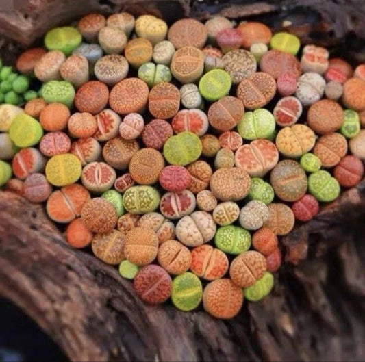 Lithops Living Stones - 10 Pc Succulent Plants Bare Root, Unique Desert Variety, Lithops spp.