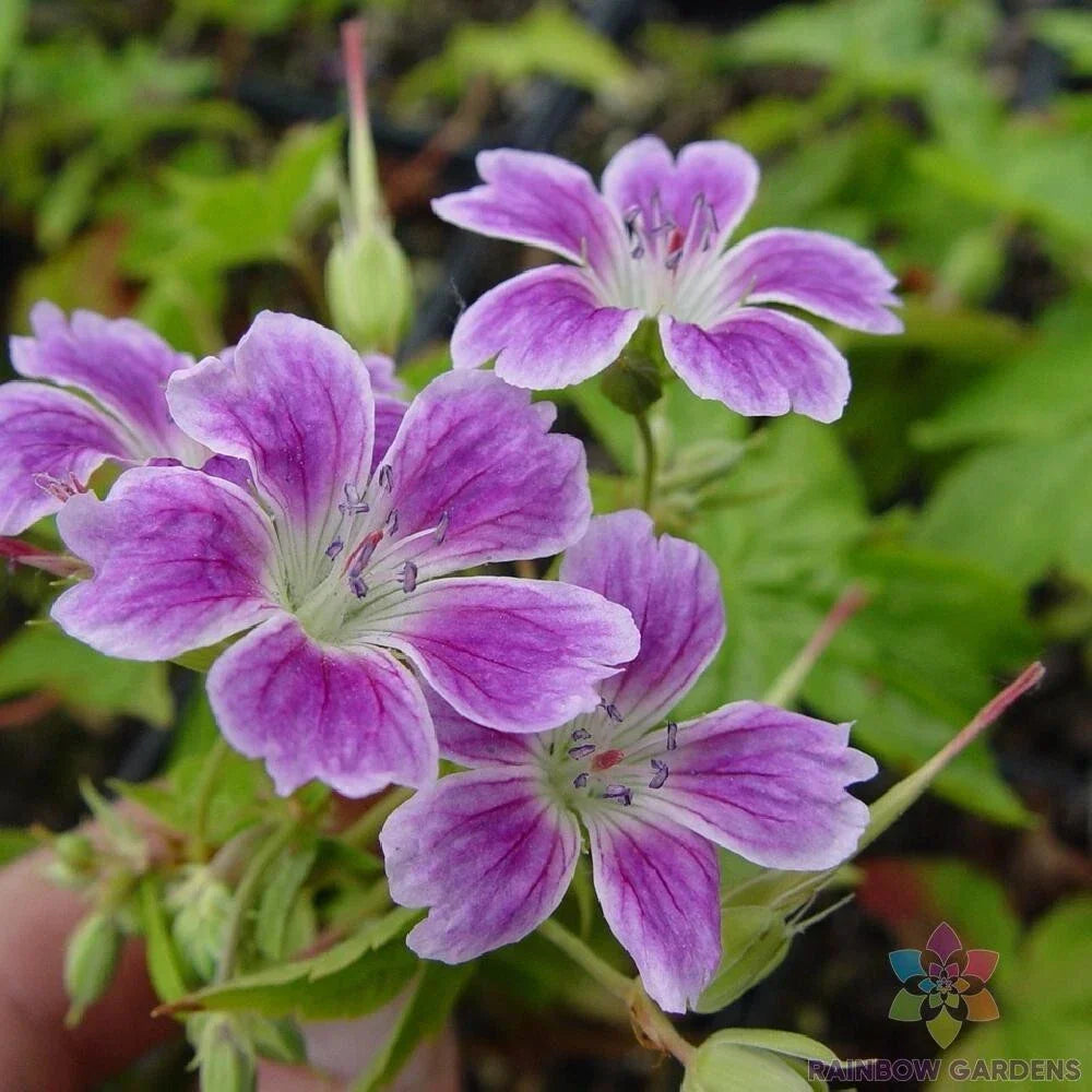 Whiteleaf Geranium Seeds - Pelargonium zonale - 25+ Garden Planting Seeds for Vibrant Foliage & Blooms