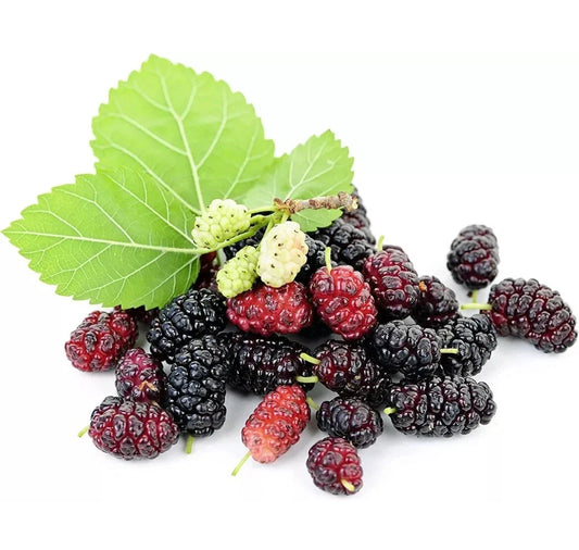 Mulberry Seeds 50 Pack Morus Rubra Red Edible Fruit Tree for Home Garden, Easy to Grow, Fragrant, Non-GMO