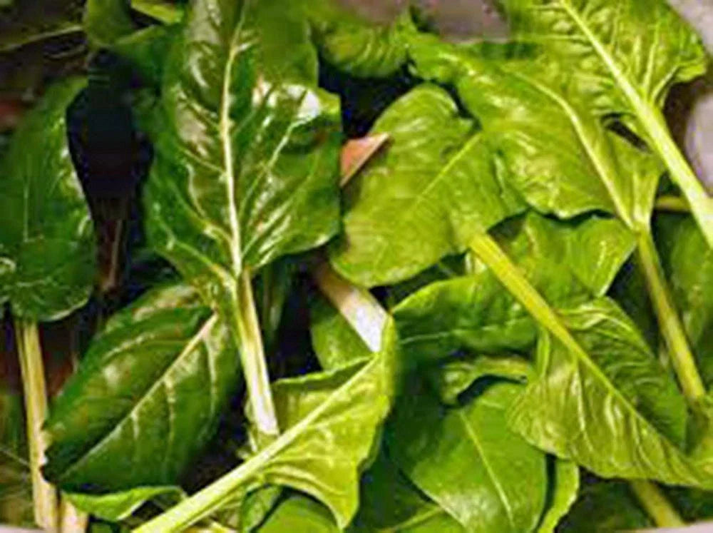 Swiss Chard Seeds - Heirloom Perpetual Spinach, Non-GMO, Beta vulgaris subsp. vulgaris, Pack of 500+ Seeds for Home Gardening