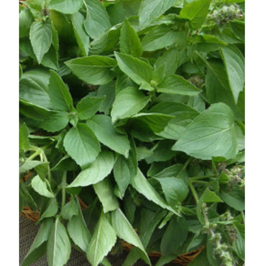 Lemon Basil Seeds - Heirloom Herb Seeds for Culinary Use - Aromatic Ocimum basilicum - 100+ Non-GMO Seeds for Home Gardening