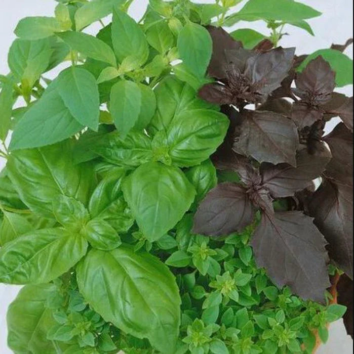 Culinary Basil Seeds - Mixed Variety Non-GMO Herb Seeds for Kitchen Garden - 200 Seeds - Aromatic Basil Blend - Ocimum basilicum