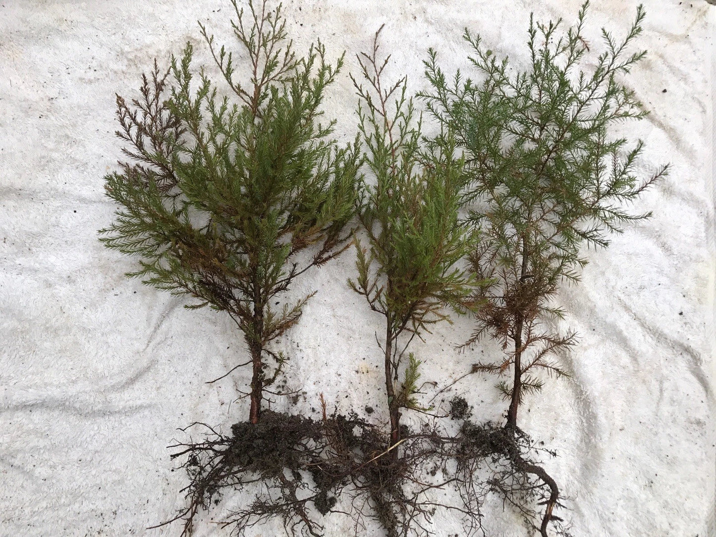 Southeastern Red Cedar Trees Live Seedlings Bare Root 10-14" Juniperus virginiana Evergreen Landscaping Plant