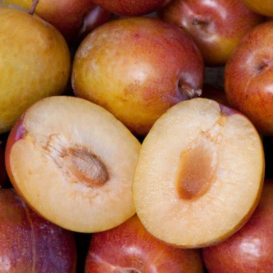 Grenade Pluot Scions - Fruit Tree Cuttings - Grafted Prunus domestica x Prunus salicina Hybrid for Home Gardening