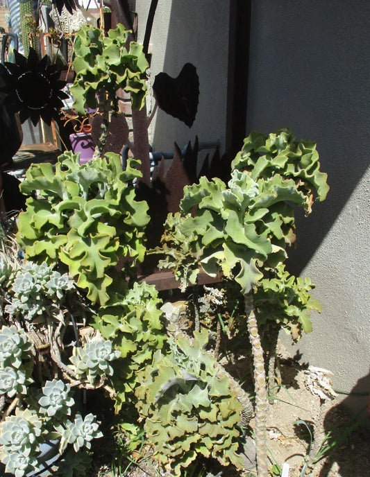 Kalanchoe Beharensis Velvet Elephant Ears Succulent Cuttings – Unique Home Decor Plant, Easy Care, Large Velvety Foliage