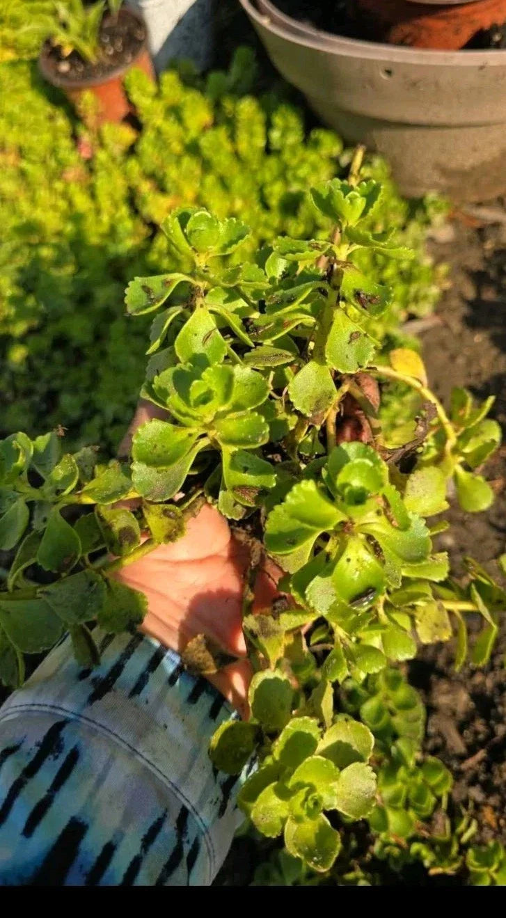 Stonecrop Sedum Plants - Dragons Blood Variety - Hardy Succulent Ground Cover - Sedum spurium - Potted 4-inch