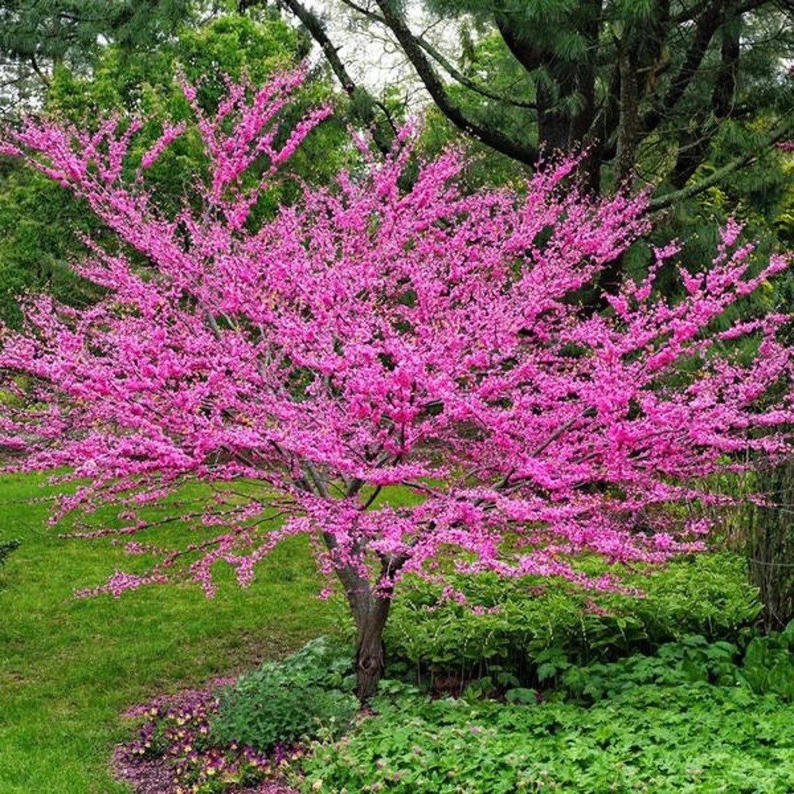 Eastern Redbud Tree Seeds - 20+ Pink Flowering Cercis canadensis Seeds for Garden, Landscape, and Pollinator Attraction