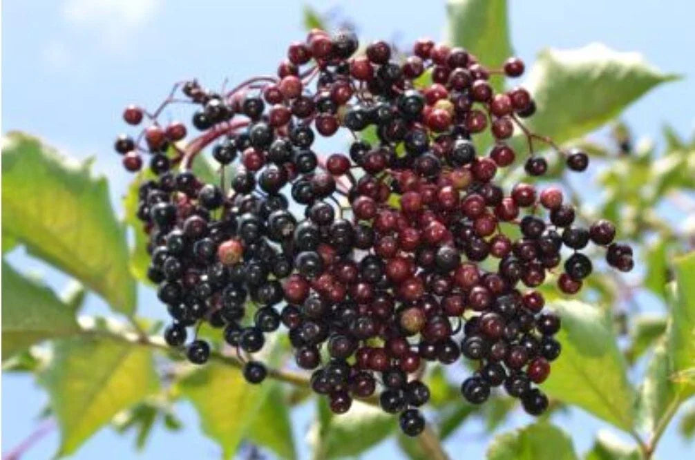 Elderberry Seeds - 100+ Sambucus Nigra Heirloom Medicinal Plant Seeds for Garden, Full Sun to Partial Shade