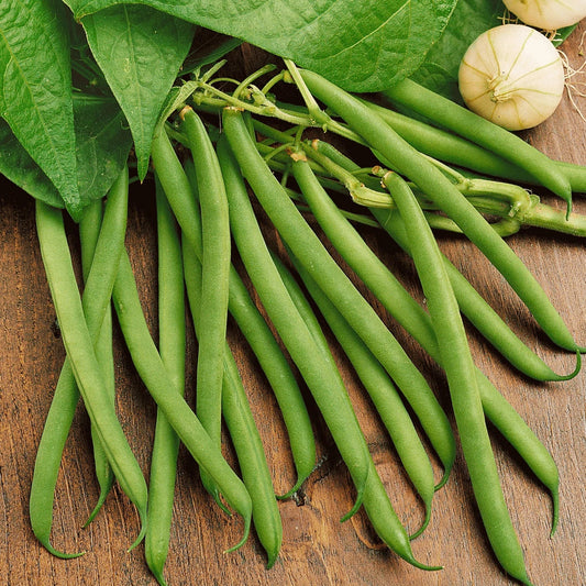 Heirloom Green Bean Seeds | Non-GMO Provider Variety | Bush-Type Vegetable Seeds for Home Gardens & Containers