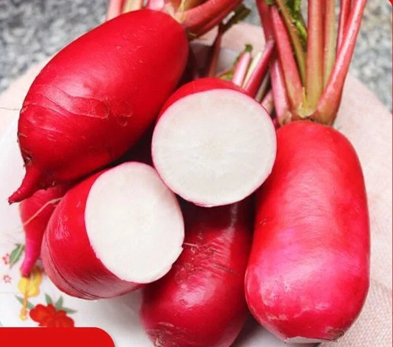 China Rose Radish Seeds - 500+ Raphanus sativus Microgreens & Winter Radish Sprout Seeds for Home Gardening
