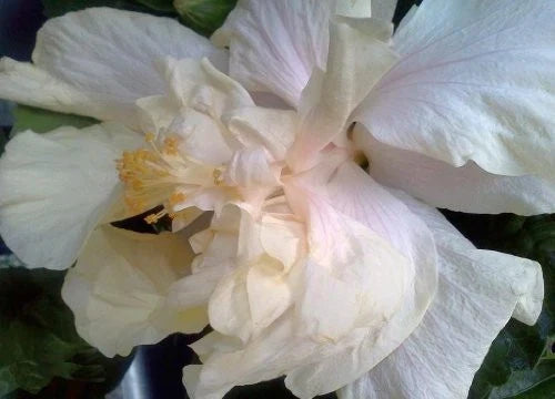 Elephant Ear Plant Tropical Exotic Hibiscus Double Cream White Pink Flower Hibiscus rosa-sinensis
