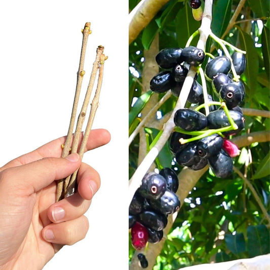Jamun Fresh Cutting Scion 5x | Java Plum | Duhat | Cây Trâm | Prunus cerasifera Fruit Tree for Garden and Orchard