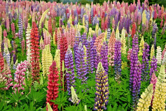 Lupine Seeds - 50+ Russell Mix Wildflower for Pollinators & Cut Flowers - Perennial Lupinus polyphyllus