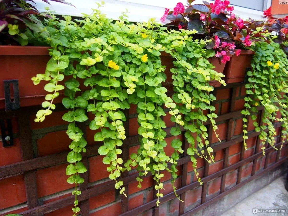 Creeping Jenny Plant - Green Ground Cover - Perennial for Baskets & Gardens - Lysimachia nummularia