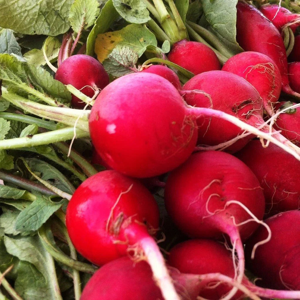Crimson Giant Radish Seeds - Raphanus sativus - Heirloom Vegetable Garden Seeds for Salad and Garnish, 100+ Non-GMO Pack