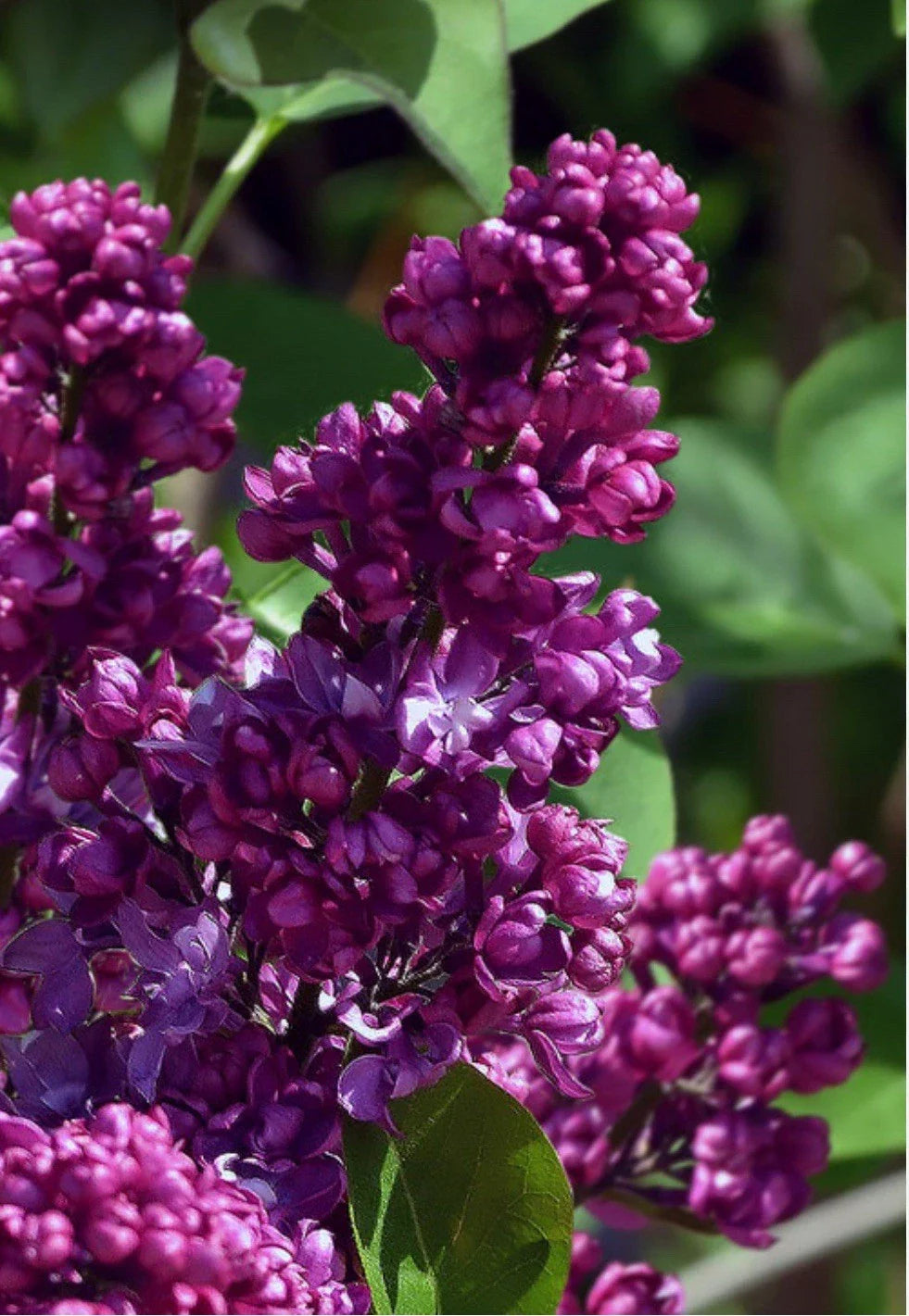 Congo Lilac Starter Plant 4-8” Syringa vulgaris Fragrant Purple Flowers Well Rooted Shrub