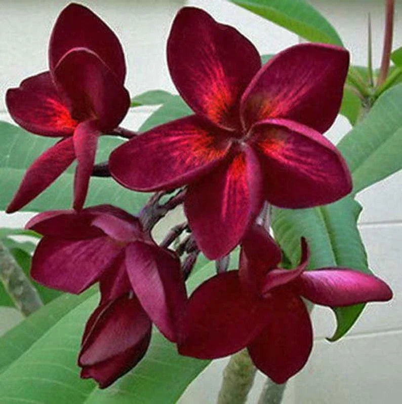 Dark Red Plumeria Seeds - 5 Perennial Frangipani (Plumeria rubra) for Fragrant Flowers, Tropical Garden, Pollinator Attractant