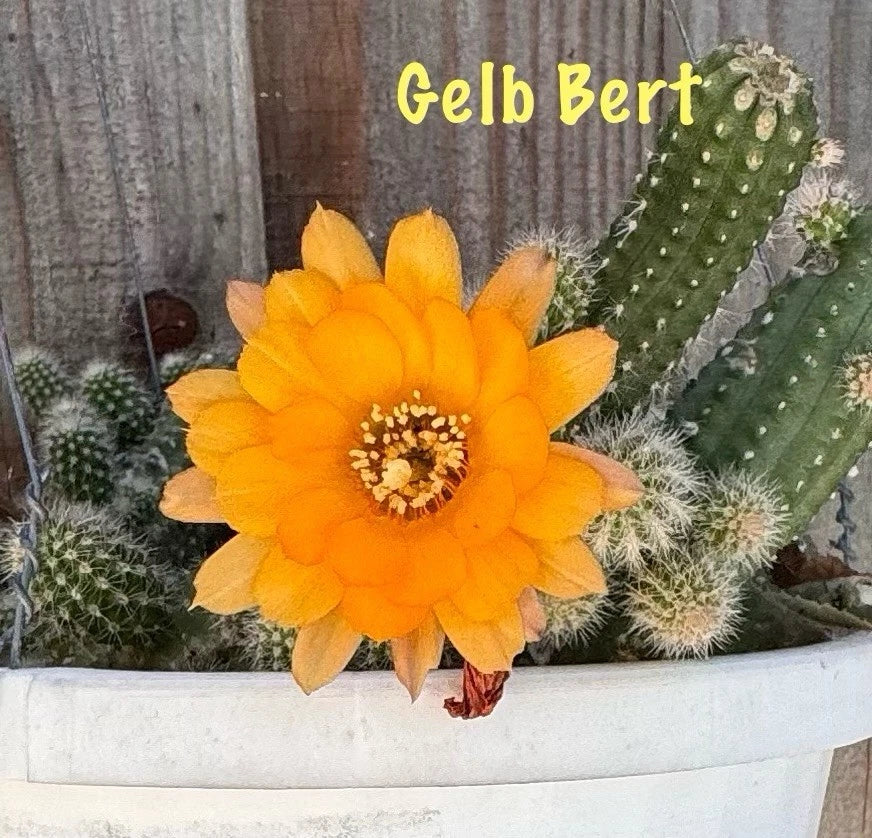 Chamaecereus Peanut Cactus Rooted Pups, European Hybrid Succulent, Small Stem, Easy Care, Indoor Outdoor Plant