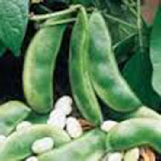 Lima Bean Seeds, Henderson Bush Variety, Non-GMO, Edible Phaseolus lunatus, Pack of 20+ for Home Gardening