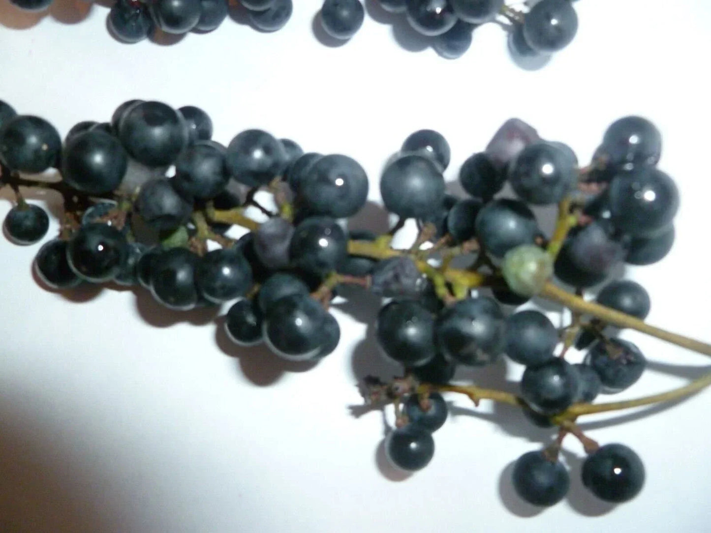 Wild Grape Seeds - Organic Vitis aestivalis - Perennial Climbing Vine for Garden, Landscape & Edible Grapes - Pack of 10 Seeds