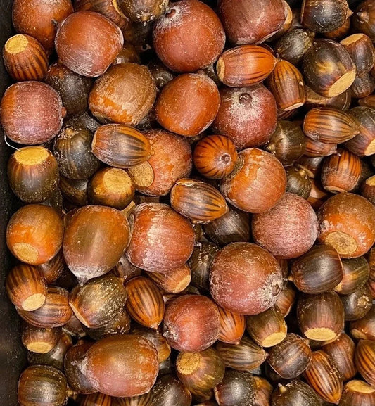 Oak Tree Acorns Seeds 10+ Pack Red White Pin Sawtooth Quercus spp. for Planting 2024 Harvest