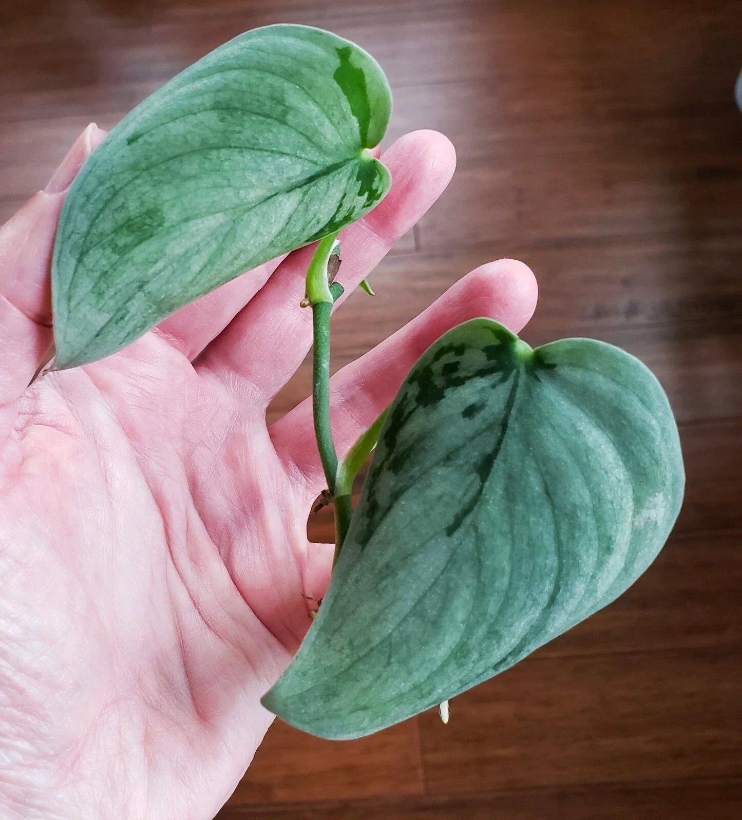 Rooted Scindapsus Pictus 'Soo Silver' Top Cut in Moss – Variegated Houseplant, Silver Topped, Easy Care Indoor Plant