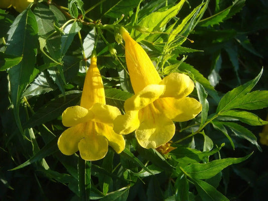 Organic Esperanza Seeds - 25+ Yellow Bells, Tecoma stans, Drought-Tolerant Flowering Shrub for Gardens, Borders & Containers