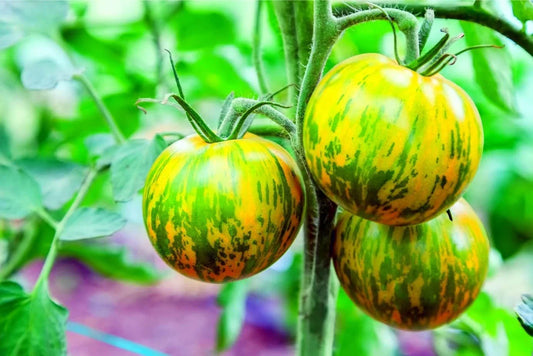 Green Zebra Tomato Seeds - Heirloom, Green Striped Fruit, Solanum lycopersicum, 100+ Seeds for Home Garden, USA Grown