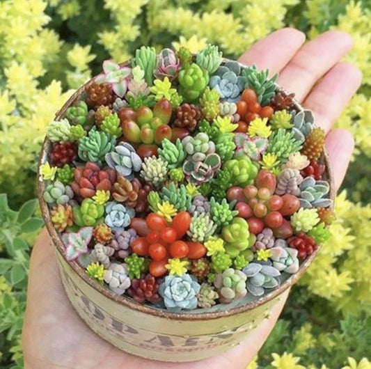 Mini Succulent Seeds Pack – 100 Mixed Rare Varieties for Indoor Gardening and Plant Lovers