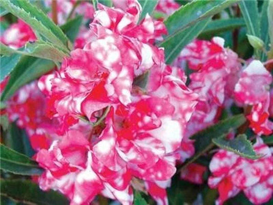 Peppermint Stick Impatiens Seeds - 50 Pink & White Striped Flowers - Impatiens walleriana for Shady Gardens, Containers & Borders
