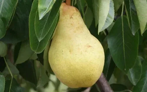 25+ Bartlett Pear Seeds for Planting, Pyrus communis, Organic Heirloom, USA Grown, Fruit-Bearing, Full Sun, Garden, Backyard