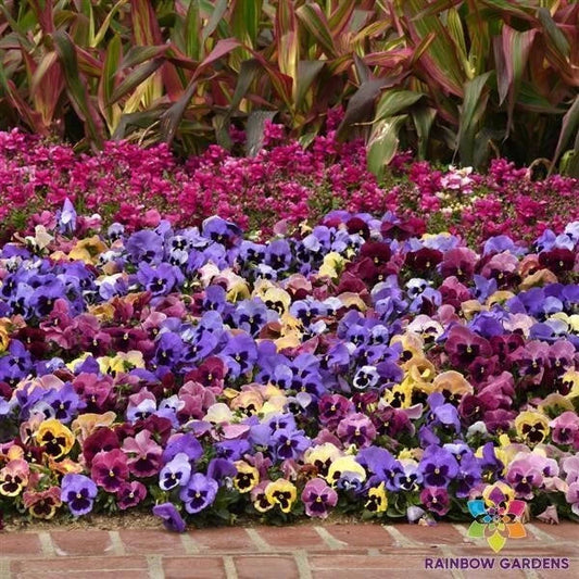 Matrix Coastal Sunrise Mix Pansy Seeds - Viola tricolor var. hortensis, Vibrant Garden Flowers, Annual, 200+ Seeds