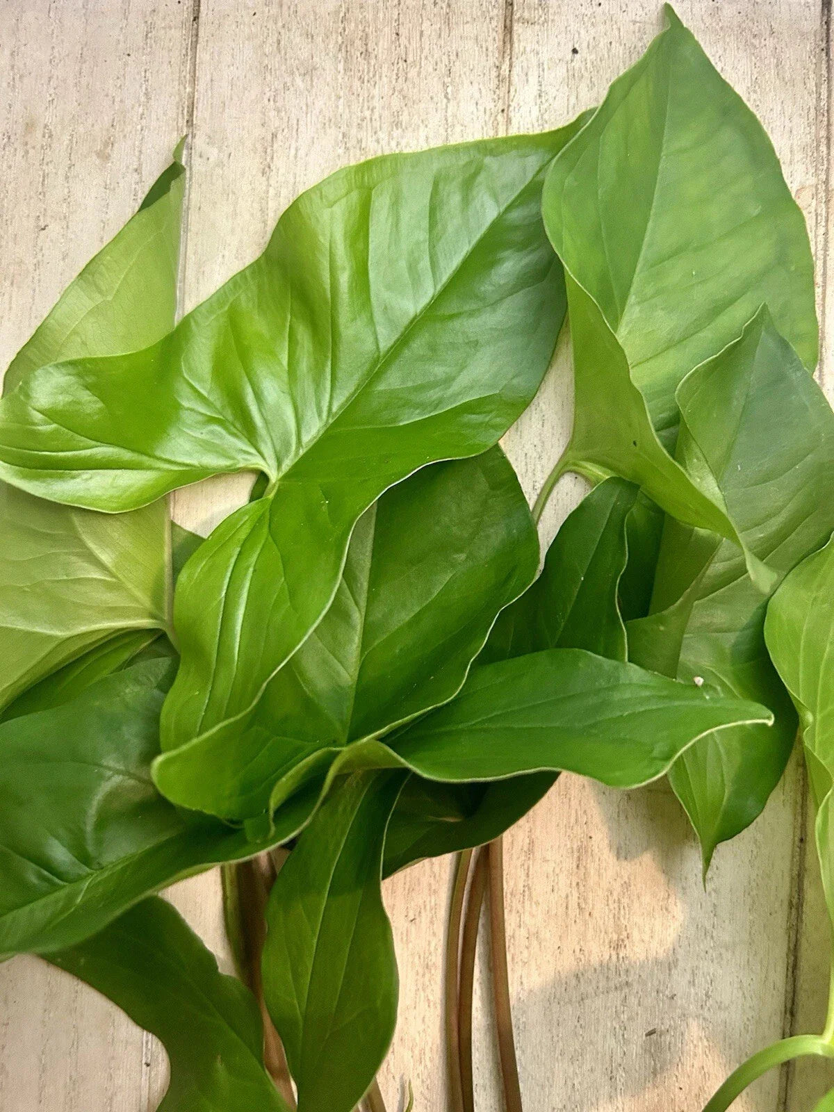 Rooted Plants 10 Pack Arrowhead Vines Syngonium Podophyllum Indoor Garden Greenery Easy Care