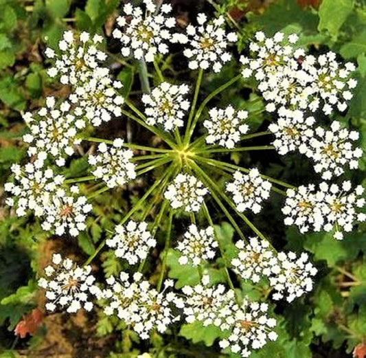 Non-GMO Anise Seeds Packet – Pimpinella anisum Culinary Herb, Aromatic Spice, 200+ Seeds for Planting