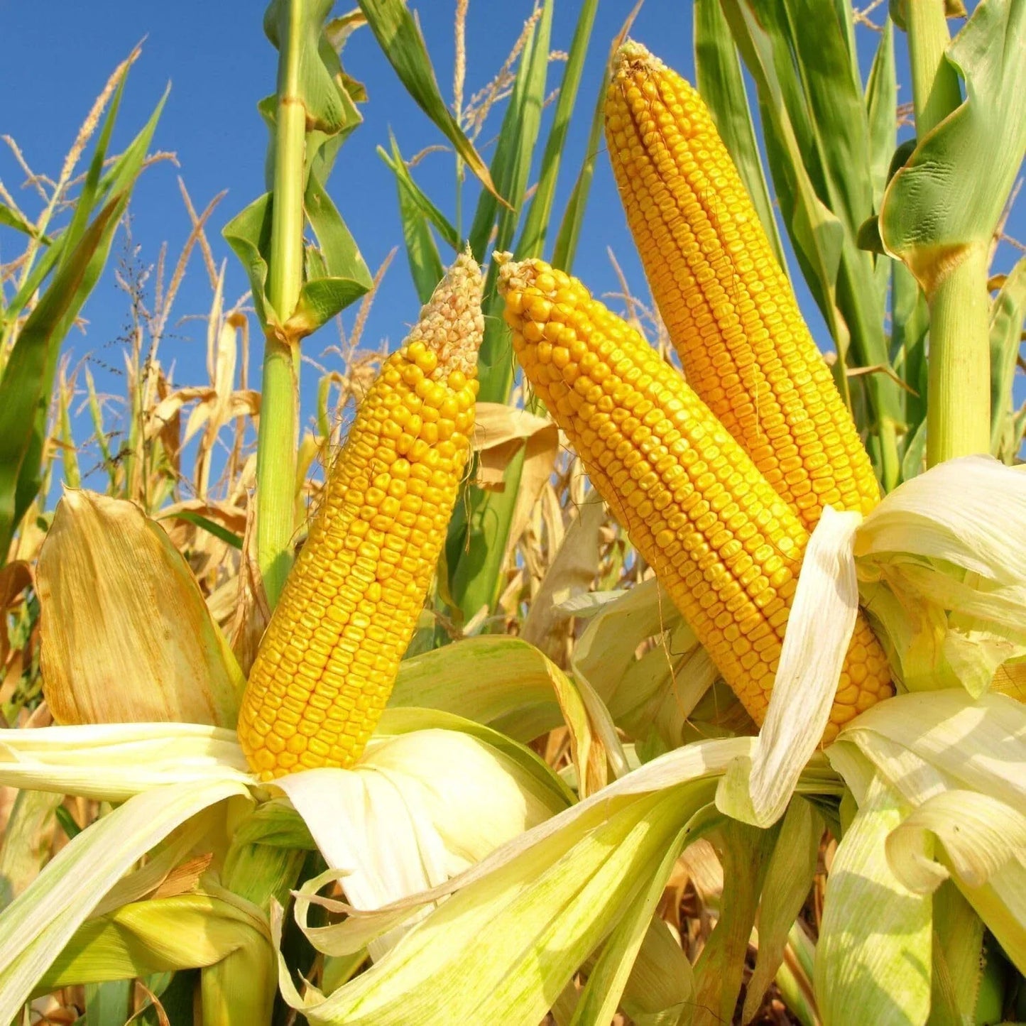 Reid's Yellow Dent Field Corn Seeds - High Yielding Zea mays Grain & Feed - 20+ Seeds for Home Garden & Farming