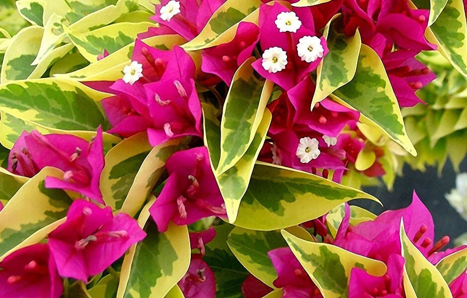 Pink Pixie Queen Variegated Bougainvillea Starter Plant - Bare Root Bougainvillea spectabilis for Garden, Patio, or Container