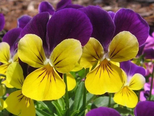Johnny Jump Up Seeds - 500 Perennial Viola Seeds for Garden Planting - Edible Flowers, Easy to Grow, Viola tricolor