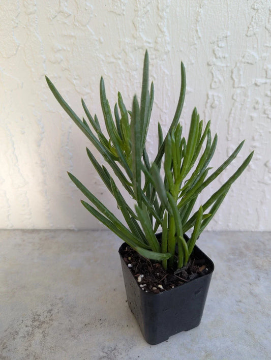Green Bean Pincushion Peperomia 2" Rooted Pot, Peperomia ferreyrae, Succulent Indoor Plant, Easy Care, Air-Purifying Houseplant