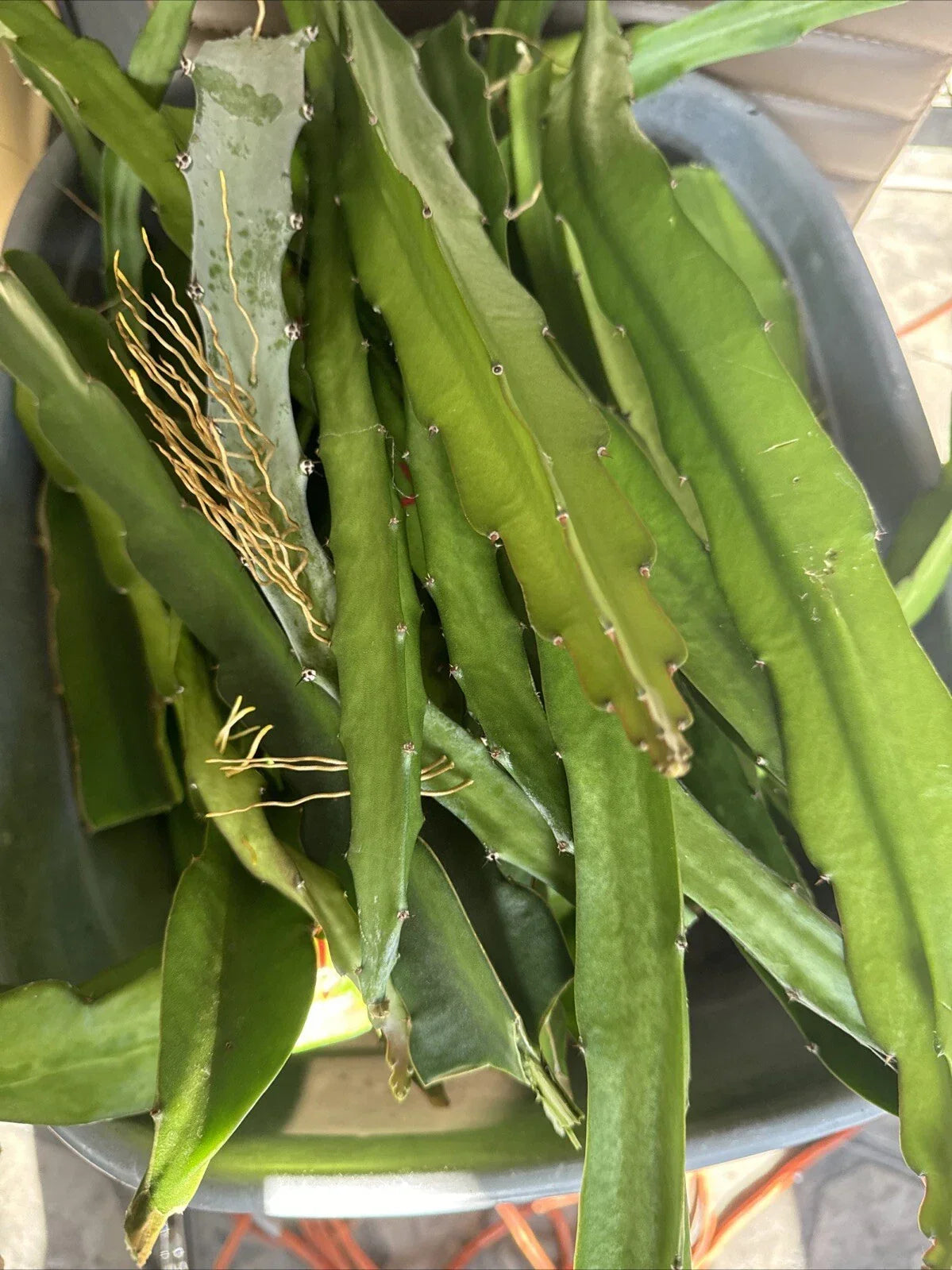 Dragon Fruit Cuttings 5 Pack – Colorful Varieties Pitaya Hylocereus spp. – Easy to Grow, 8-12 Inches Long