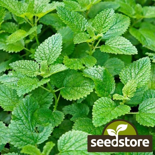 Lemon Mint Seeds | Heirloom Non-GMO Monarda citriodora | Perennial Herb for Culinary, Tea & Pollinator Gardens