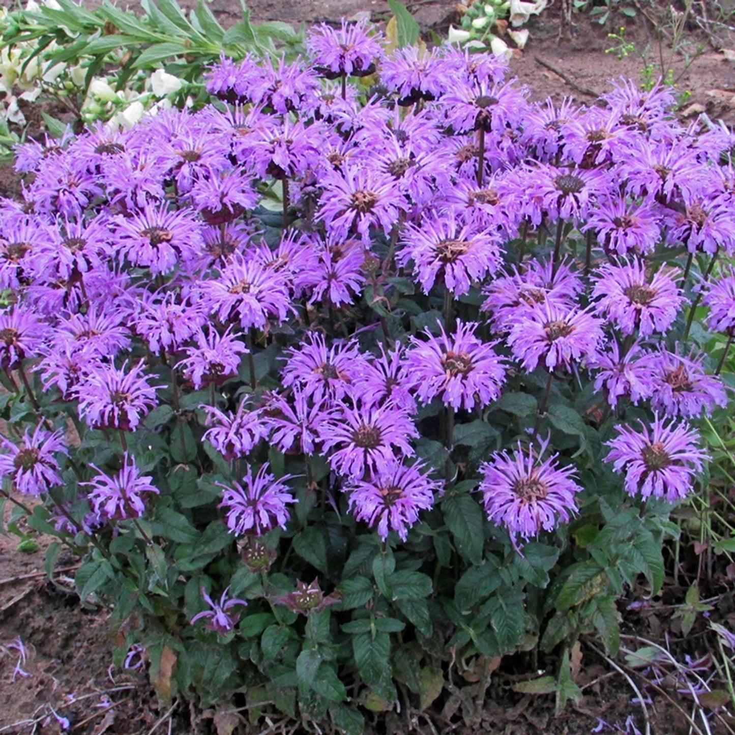 Sugar Buzz Bee Balm Seeds - 100 Pack, Hummingbird Flower, Monarda fistulosa, Attracts Pollinators, Perennial, Summer Blooms
