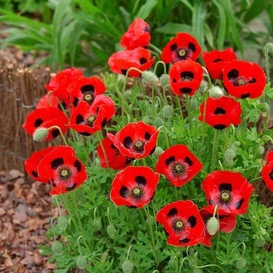 Lady Bird Poppy Seeds Pack | 200+ Non-GMO Seeds for Garden, Borders & Containers | Papaver Rhoeas, Bright Red Flowers
