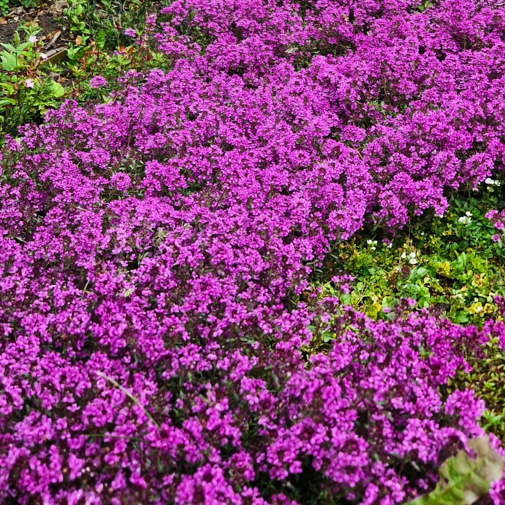 Creeping Thyme Seeds - Purple Magic Carpet Ground Cover - Thymus serpyllum - Aromatic, Drought-Tolerant, Perennial Herb