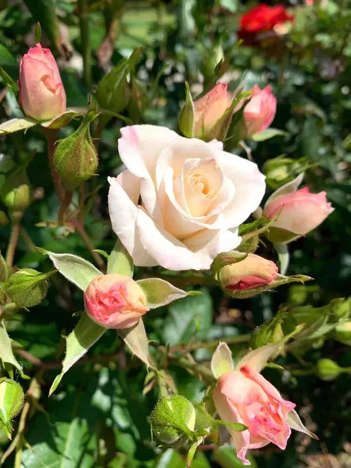 Fragrant White Swany Rose Shrub - 5 Stems for Planting - Rosa 'Swany' - White Blooming Fragrant Garden Rose