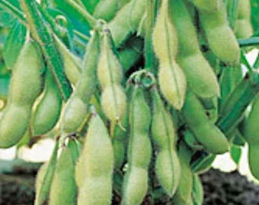 Organic Edamame Seeds - Midori Giant Glycine Max Soybean Variety - Non-GMO, Japanese & Chinese Cultivar, 100 Seeds