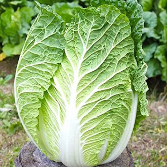 Kyoto No 3 Japanese Napa Cabbage Seeds – Brassica rapa subsp. pekinensis – Heirloom, Non-GMO, 1000+ Seeds for Asian Cuisine, Stir-Fries & Kimchi