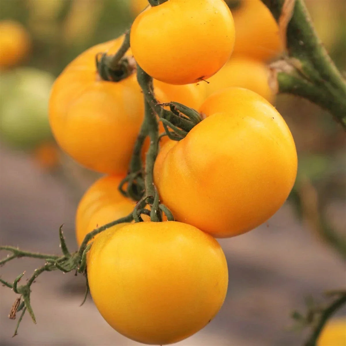 Golden Jubilee Tomato Seeds | Heirloom Medium Yellow-Orange Beefsteak | Solanum lycopersicum, Non-GMO, Juicy, Bountiful Harvest