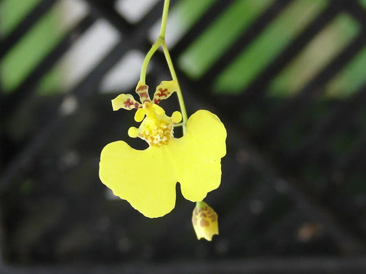 Oncidium prionochilum Orchid Bare Root Plants – 15+ Vibrant Yellow and Brown Blooms, Epiphytic Orchid Species for Indoor & Outdoor Care