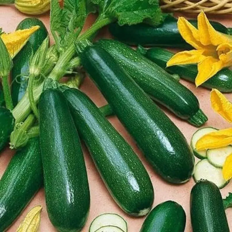 Black Beauty Zucchini Seeds - Heirloom Organic Cucurbita pepo, Non-GMO, 25+ Seeds for Home Garden, Container Growing