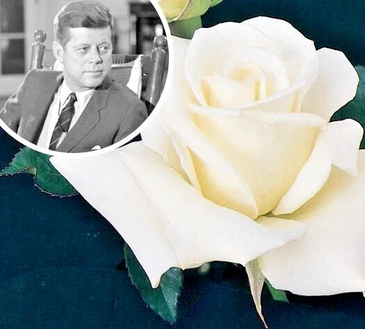 JFK White Rose Bush Cuttings - 6-Inch Live Rosa spp. Flower Plant - Unrooted Shrub for Garden Propagation